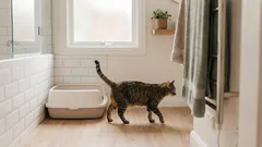 How to train a cat to the litter box - make sure you're doing it right
