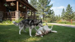 Life with a Husky: What You Need to Know Before This Dog Joins Your Home