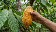 Scientists' discovery: this product is linked to slower aging