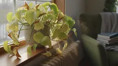The Best Winter Care for Houseplants: How to Keep Them Lush and Green Until Spring