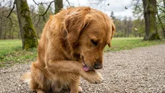 Dog licking his paws constantly: 5 most common causes and what to do.